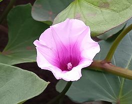 季節の花300の表紙のサツマイモの花