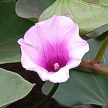 サツマイモの花