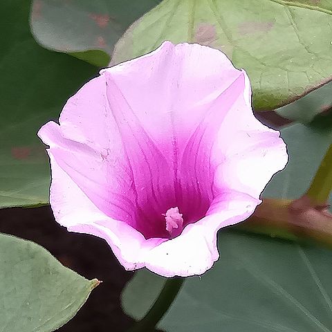 サツマイモの花