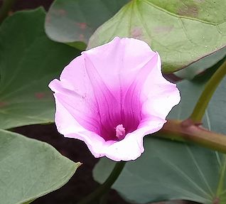 サツマイモの花