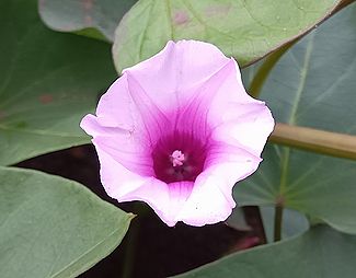 サツマイモの花