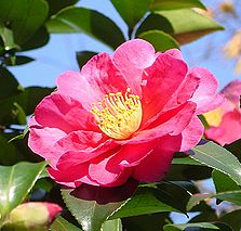 季節の花300の表紙のサザンカの花