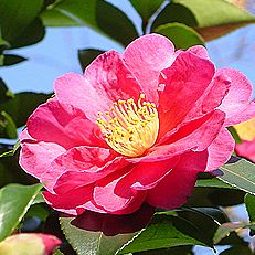サザンカの花