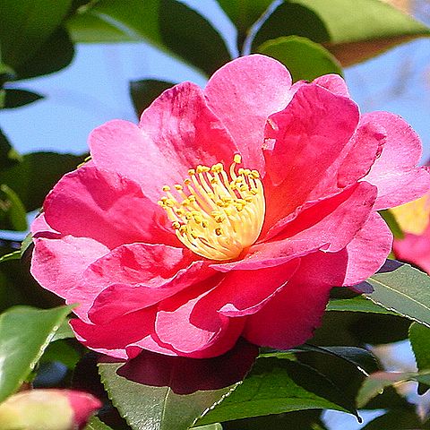 サザンカの花