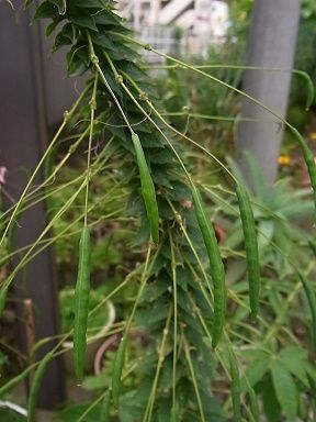 セイヨウフウチョウソウ、クレオーメ