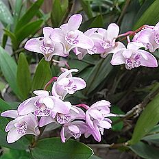 洋ラン 原種 デンドロビューム タイミンセッコク Den. speciosum Den. secundum (From Myanmar)デンドロビューム セクンダム