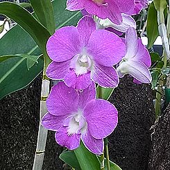 デンドロビウム