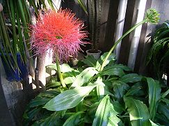 線香花火 センコウハナビ