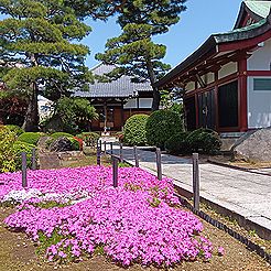 シバザクラ