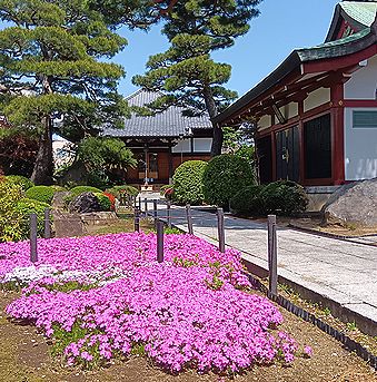 シバザクラ
