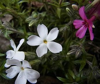 芝桜 写真集