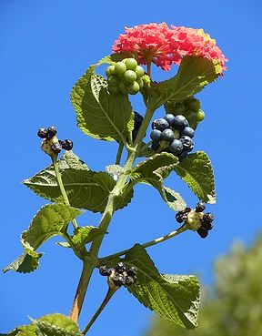 シチヘンゲ、ランタナ