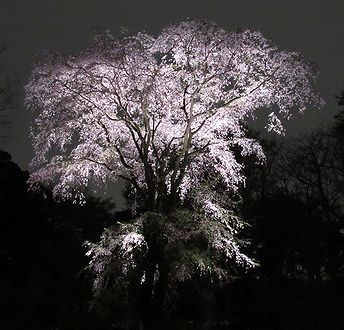 シダレザクラ