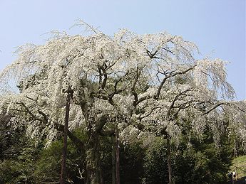 シダレザクラ