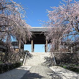 東郷寺の山門と、シダレザクラ