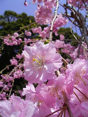 シダレザクラ