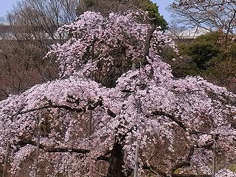 シダレザクラ