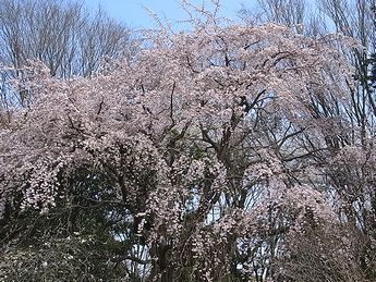 シダレザクラ