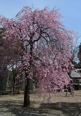 シダレザクラ