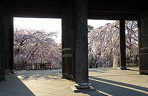 季節の花300の表紙のシダレザクラの花