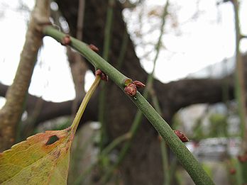 シダレウメ