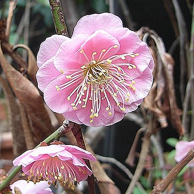 シダレウメ