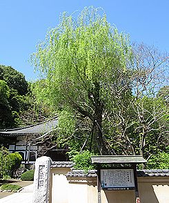 シダレヤナギ、ヤナギ