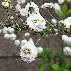 シジミバナ