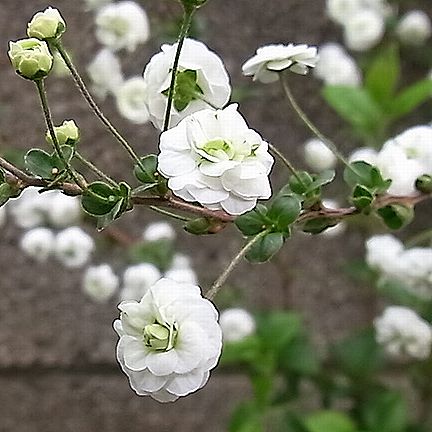 シジミバナ