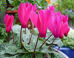 季節の花300の表紙のシクラメン