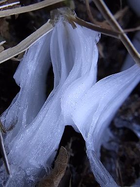 シモバシラの氷の結晶