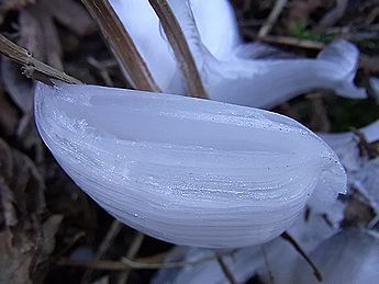 シモバシラの氷の結晶