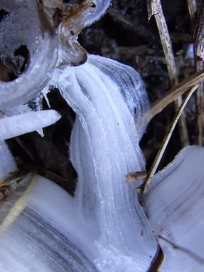 シモバシラの氷の結晶