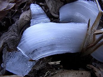 シモバシラの氷の結晶