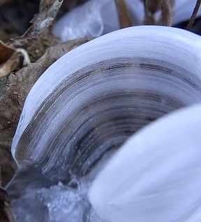 シモバシラの氷の結晶