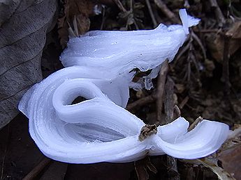 シモバシラの氷の結晶