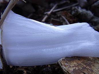 シモバシラの氷の結晶