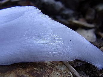 シモバシラの氷の結晶