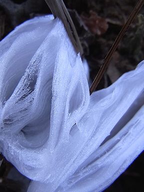 シモバシラの氷の結晶