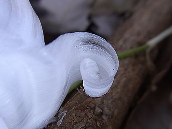 シモバシラの氷の結晶