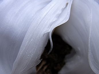 シモバシラの氷の結晶