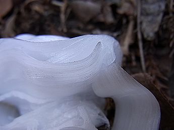 シモバシラの氷の結晶