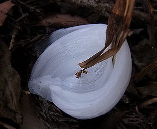 シモバシラの氷の結晶