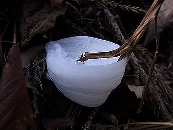 シモバシラの氷の結晶