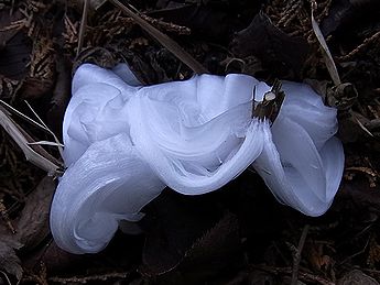 シモバシラの氷の結晶