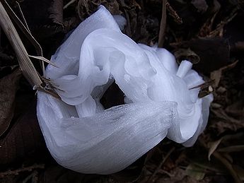 シモバシラの氷の結晶