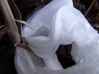 シモバシラの氷の結晶