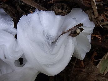 シモバシラの氷の結晶