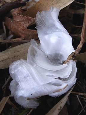 シモバシラの氷の結晶