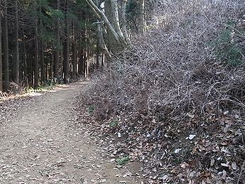 シモバシラの氷の結晶のある道